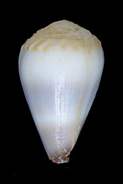 白花环芋螺(学名:harmoniconus nanus)白色,表面无花斑,壳口内呈紫色