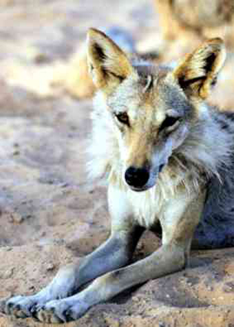  p>阿拉伯狼(学名: i>canis lupus arabs /i>)是 a href="#" data