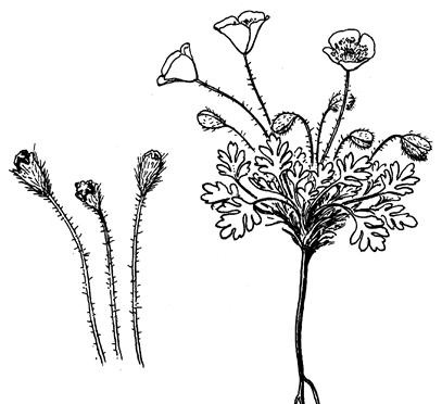  p>高山冰川罂粟是一种毛茛目,罂粟科类生物,罂粟的子房会发育成为