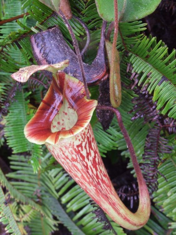 nepenthes vogelii