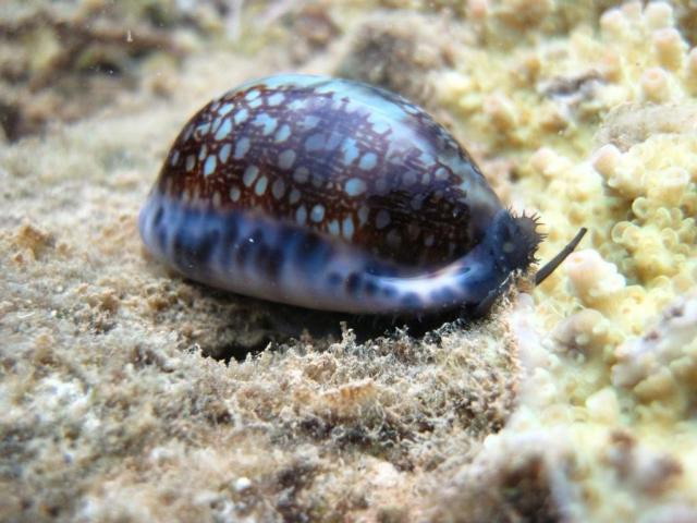  p>花枕宝螺(学名:mauritia eglantina)是 a href="#">腹足纲 /a> a