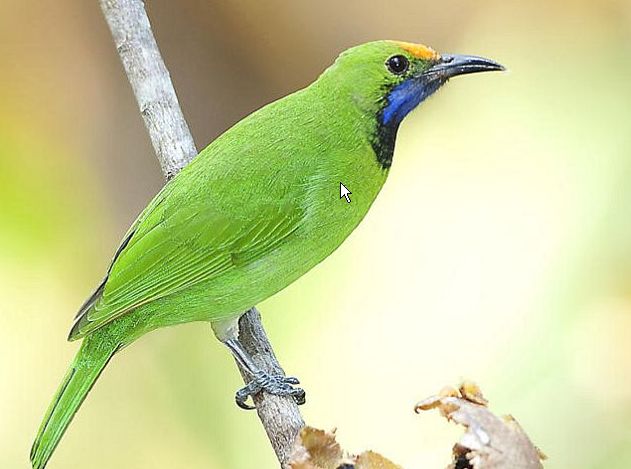 seidae)又名 a href="#" data-lemmaid="11217140">绿叶鸟科 /a>,共1