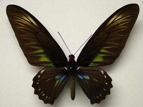  p>翠叶红颈凤蝶(学名:trogonoptera brookiana toshikii)是凤蝶科 a