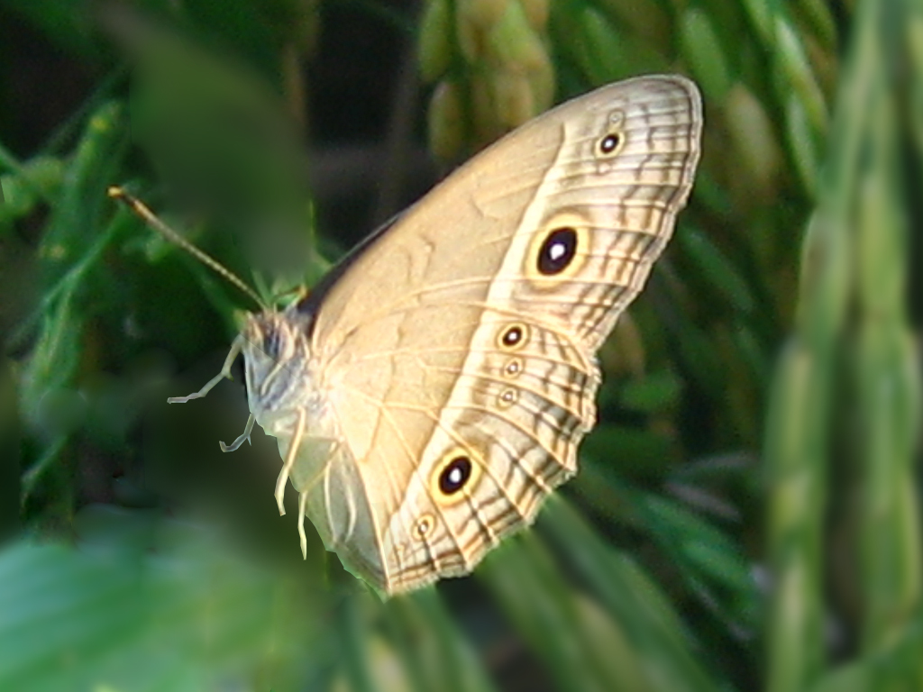  p>稻眼蝶是一种水稻常见虫害,在我国河南,陕西以南,四川,云南以东