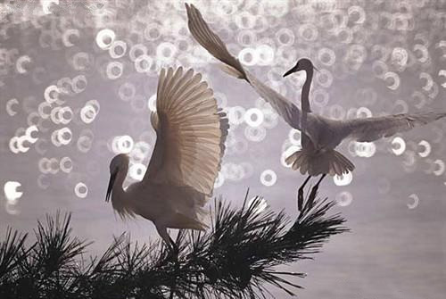 它全称是"焦外二线性",指虚化的物体的轮廓不是均匀散焦的,而是被数条