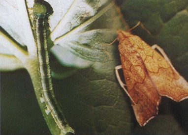  p>棉小造桥虫属鳞翅目,夜蛾科,以黄河,长江流域棉区受害较重.