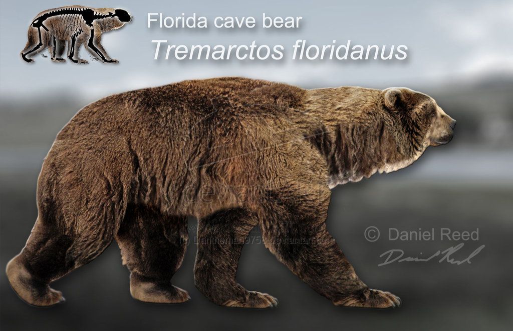 史前掠食巨兽:短面熊