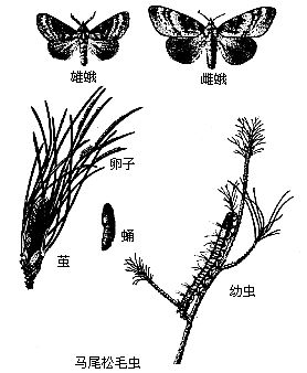  p>松毛虫属dendrolimus是枯叶蛾科下的一个属.