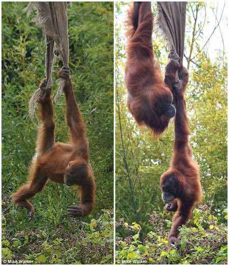 href="#" data-lemmaid="1593453">猴子 /a>最大不同的地方就是没有 a