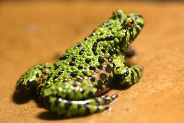  p>东方铃蟾(学名: i>bombina orientalis /i>)是铃蟾科,铃蟾属两栖