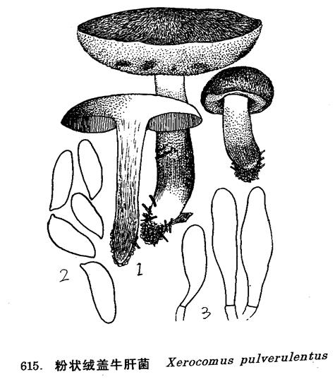  p>粉状绒盖牛肝菌,xerocomus pulverulentus (opat.) gilb.