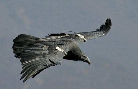  p>美国加州秃鹰是 a target="_blank" href="/item/北美/10447373"