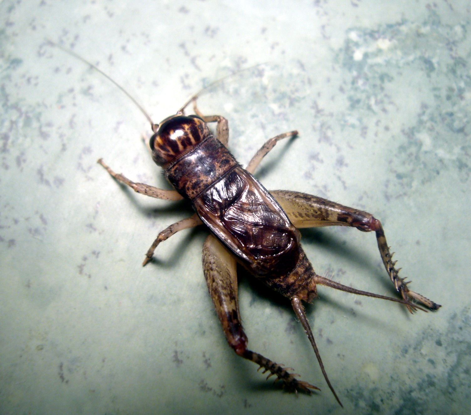  p>蟋蟀(xī shuài)(gryllulus;gryllus) a target="_blank" href="