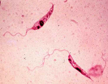 杜氏利什曼原虫