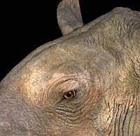 巨犀(indricotherium)