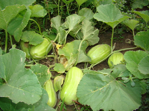  p data-id="go0lyfr7fz">生瓜(cucumis melo