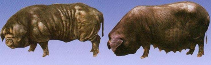 雅南猪的做法(猪楠怎么做才好吃)