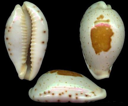 克拉克美娘宝螺