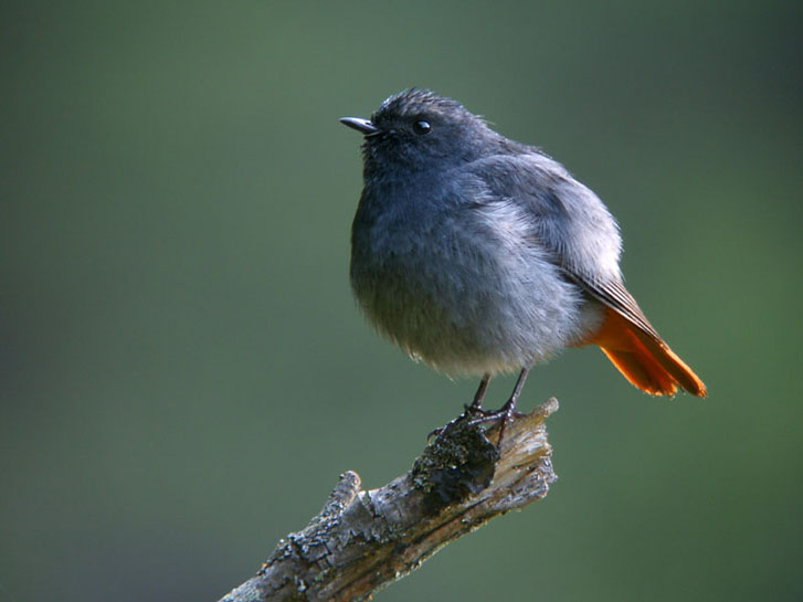 p>红尾水鸲(学名: i>rhyacornis fuliginosus /i>)是鹟科水鸲属的