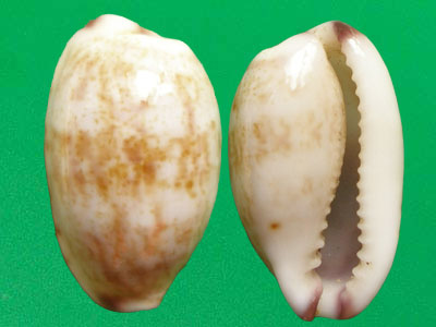  p>紫端宝螺(学名:purpuradusta fimbriata fimbriata)是腹足纲宝螺科