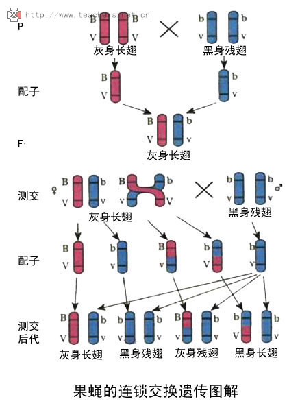 data-lemmaid="227875">基因 /a>伴性遗传的现象称为连锁