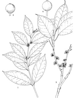 茎花冬青