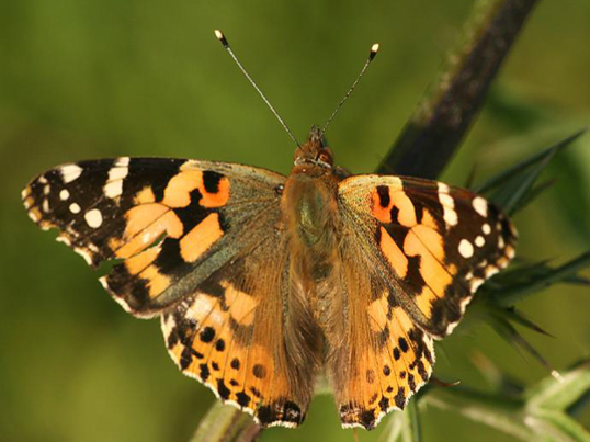  p>小红蛱蝶(学名: i>vanessa cardui /i>)是蛱蝶科红蛱蝶属的一种
