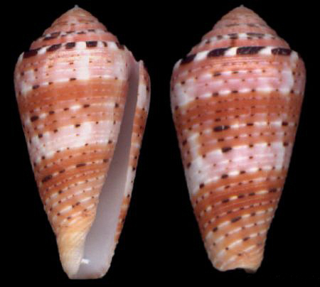  p>彩虹芋螺(学名:pionoconus aurisiacus)壳表有浅红色横带,贝壳厚实
