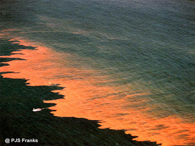  p>赤潮,又称红潮,国际上也称其为"有害藻类"或"红色幽灵".