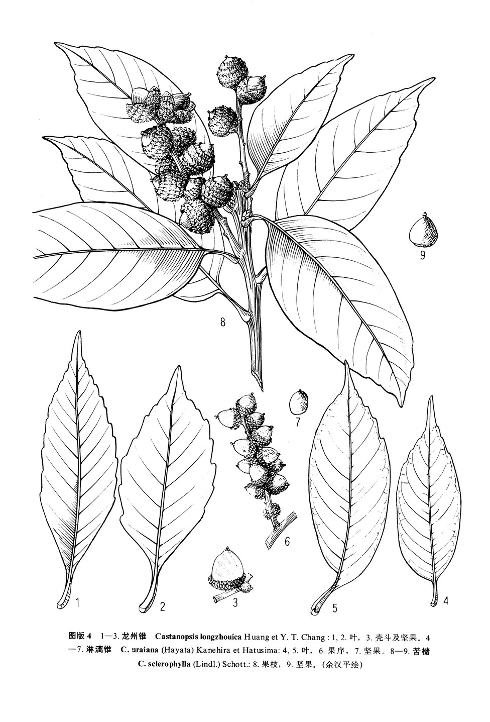 castanopsis uraiana (hay.) kanehira et hatusima