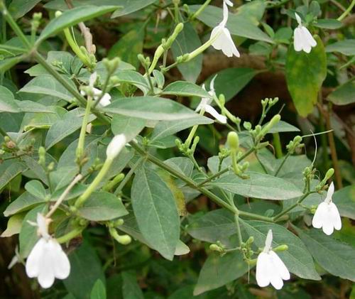  p>黄龙尾,茎下部密被粗硬毛,叶上面脉上被长硬毛或微硬毛,脉间 密被