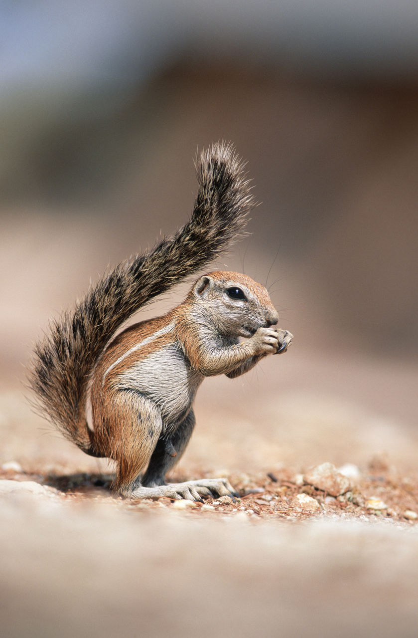 menetes berdmorei)又名多纹松鼠,线松鼠为松鼠科条纹松鼠属的动物