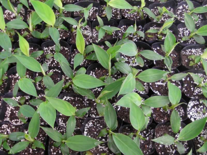 太空育种即航天育种,也称空间 a target="_blank" href="/item/诱变