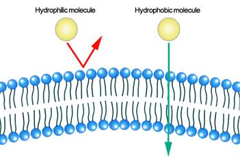 cell membrane