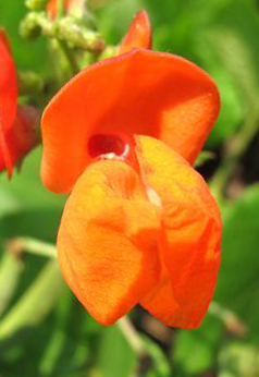 别名: a target="_blank" href="/item/大白芸豆/3230254" data-lemma