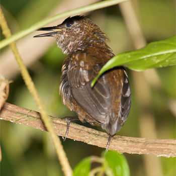 northern nightingale-wren