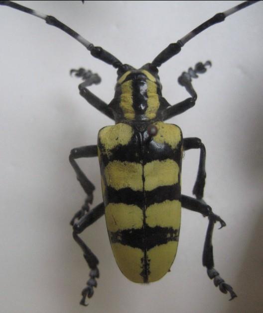 anoplophora horsfieldi hope