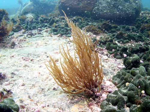 5mm宽;主枝较明显;互生,对生或不规则分枝,枝基部明显的缢缩;藻体紫红