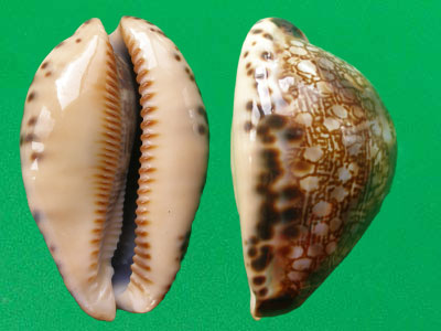  p>灰花枕宝螺(学名:mauritia grayana grayana)是腹足纲宝螺科的软体