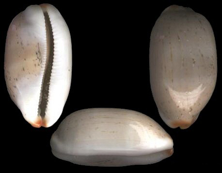  p>雨丝宝螺(学名:luria isabella isabella)是腹足纲宝螺科的 a href