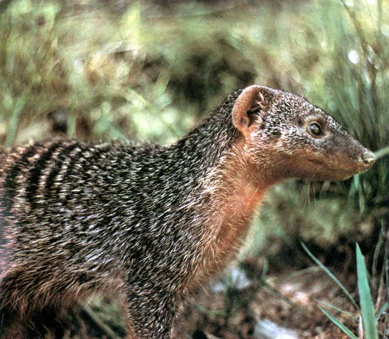  p>食蟹獴(拉丁学名: i>herpestes urva /i>)也叫山獾,石獾,水獾,白猸