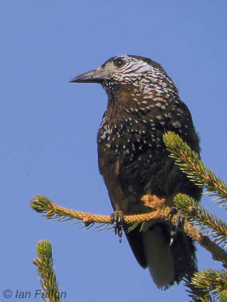 ella )是 a target="_blank" href="/item/鸦科">鸦科 /a>星鸦属的 a