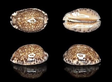  p>阿拉伯宝螺(学名:mauritia arabica arabica)是腹足纲宝螺科的 a