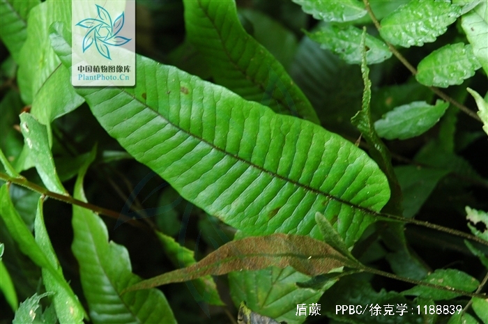  p>盾蕨(学名: i>neolepisorus ovatus /i> (bedd.