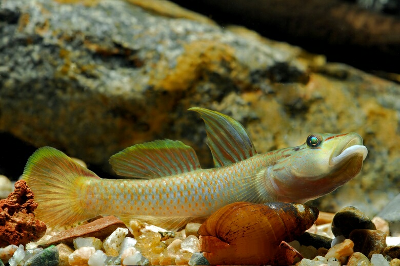  p>褐吻鰕虎鱼(rhinogobius brunneus),鱼纲鲈形目鰕虎鱼科吻鰕虎鱼属