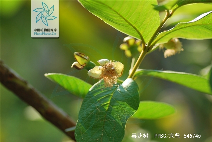  p>毒药树(学名: i>sladenia celastrifolia /i> kurz)是猕猴桃科毒药