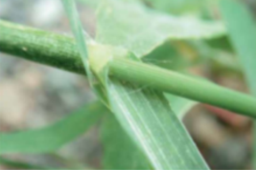 牛筋草（禾本科穇属植物）_百度百科