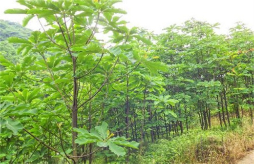 厚朴（木兰科厚朴属植物）_百度百科