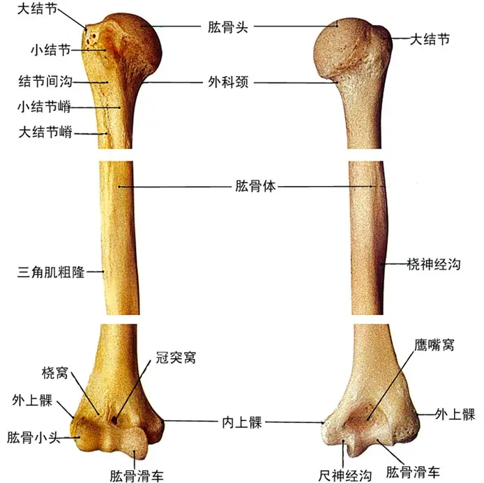  p data-id="gncpjb9r5t">肱骨(humerus)是上肢最粗壮的骨,上端与 a