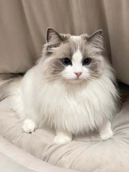 布偶猫图片